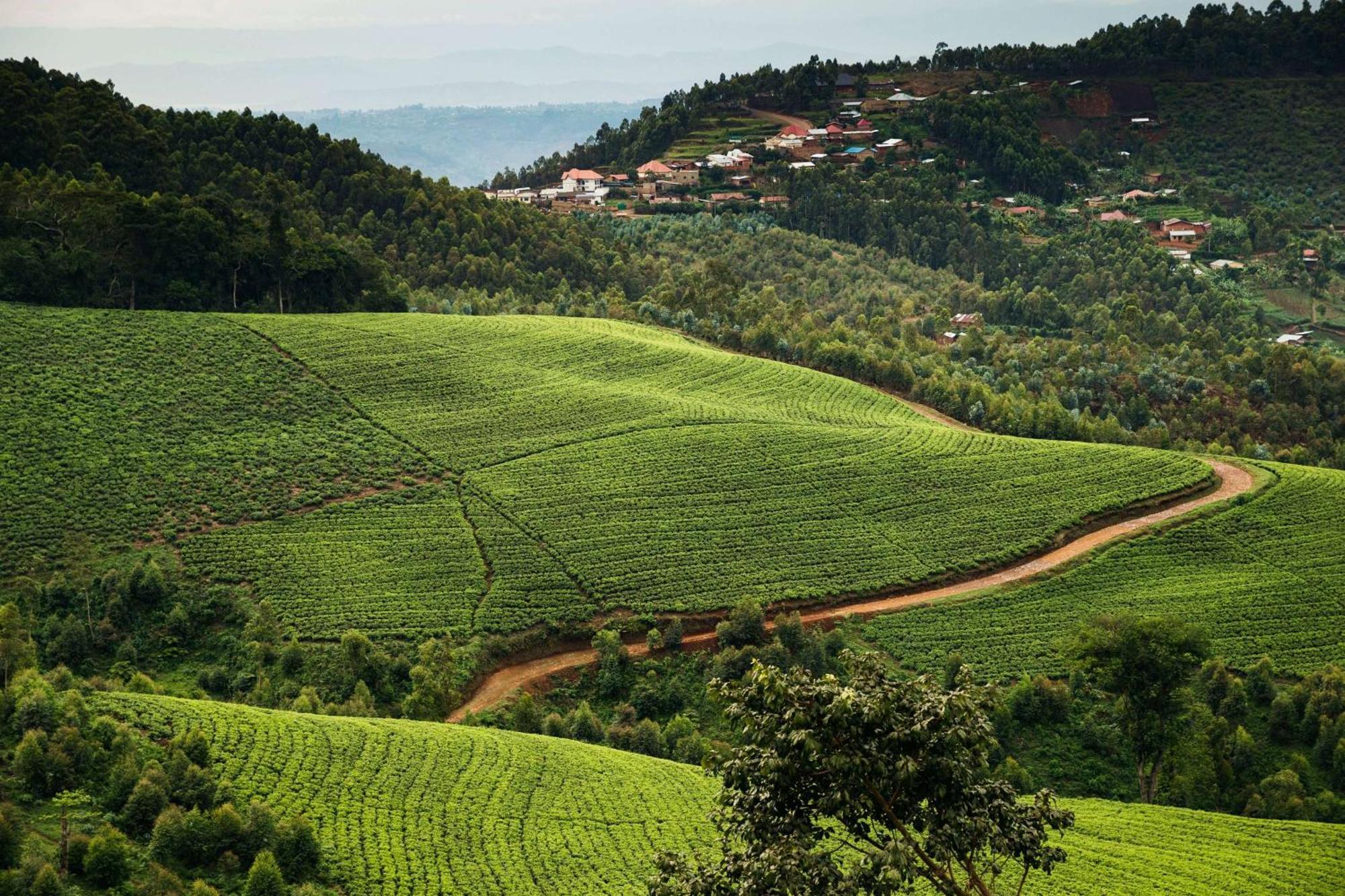 One&Only Nyungwe House Villa Rwumba ภายนอก รูปภาพ