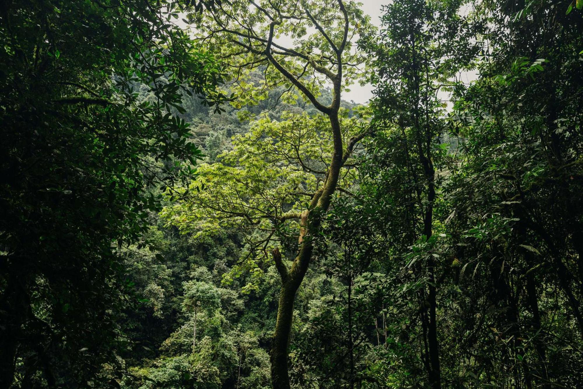 One&Only Nyungwe House Villa Rwumba ภายนอก รูปภาพ