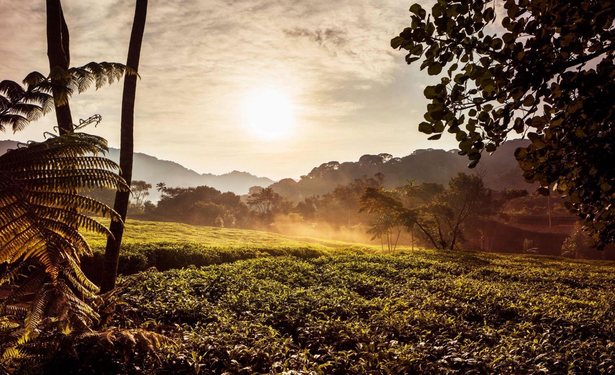 One&Only Nyungwe House Villa Rwumba ภายนอก รูปภาพ