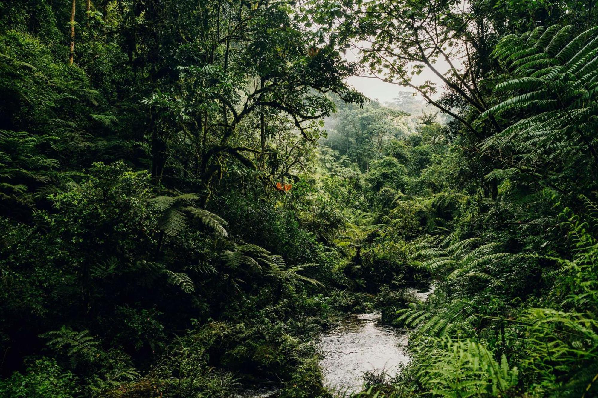 One&Only Nyungwe House Villa Rwumba ภายนอก รูปภาพ